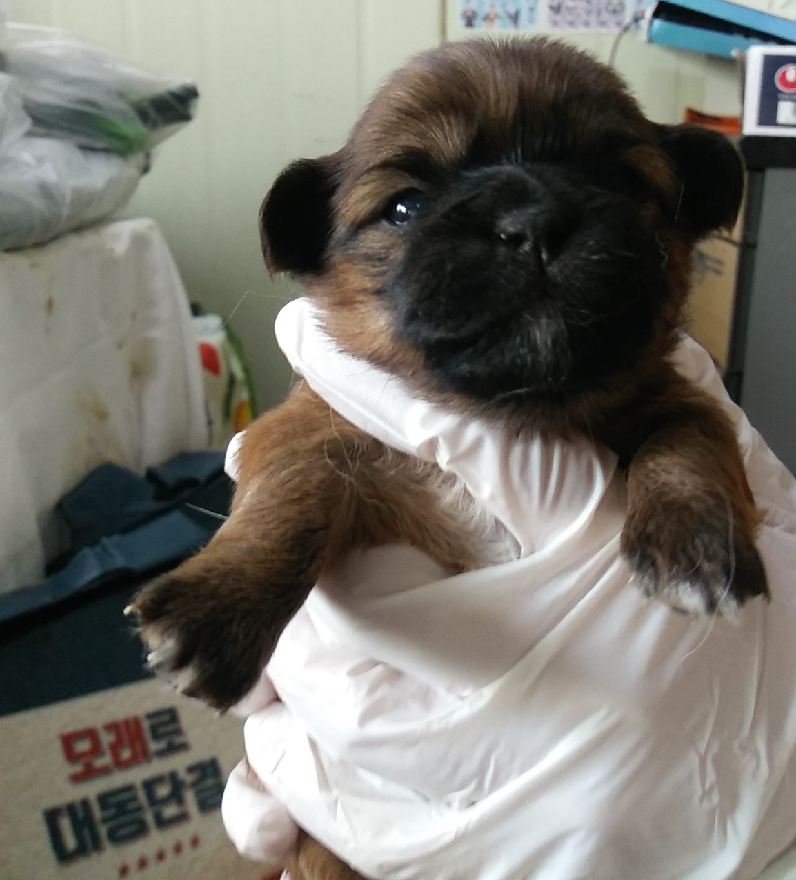 인천수의사회유기동물_428358202400024